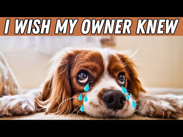 5 Things your dog BEGS you do (and SUFFER if you don't)