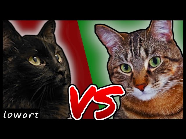 Cat VS Cat - The Ultimate Comparison