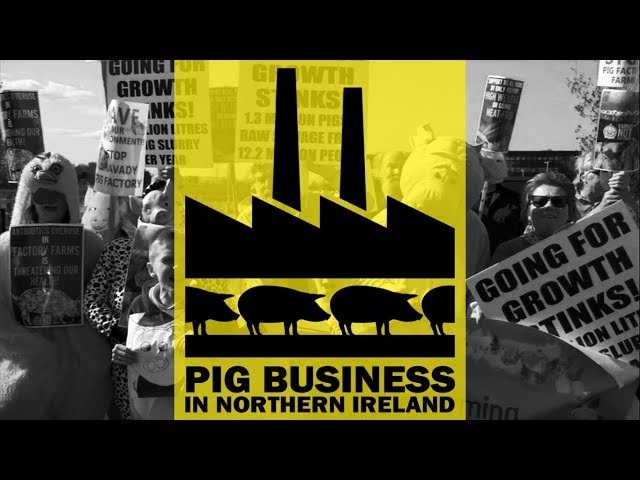 Pig Business in Northern Ireland (90sec trailer)