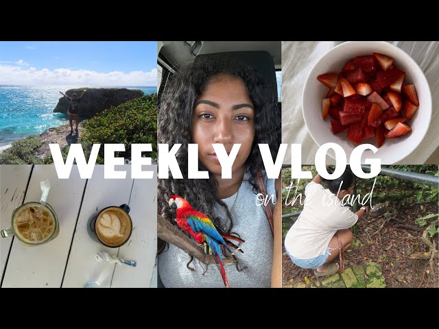 WEEKLY VLOG in Barbados: business bts, wildlife reserve, beach days, & more !