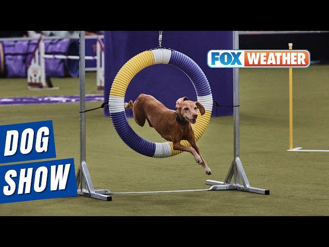 149th Annual Westminster Kennel Club Dog Show Gets Underway In New York City