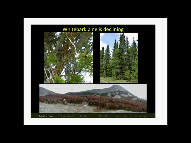 Climate Change, Mountain Pine Beetles, and Whitebark Pine