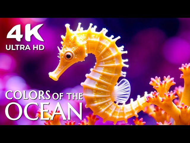 Underwater Calm 4K VIDEO ULTRA HD 🐠 Beautiful Marine Creatures with Relaxing Ocean Waves