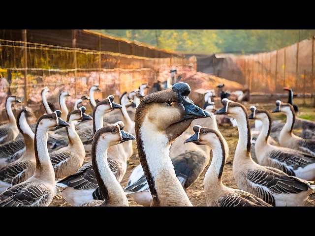 How Millions of Lion-Headed Geese Are Farmed By China Using Advanced Farming Techniques