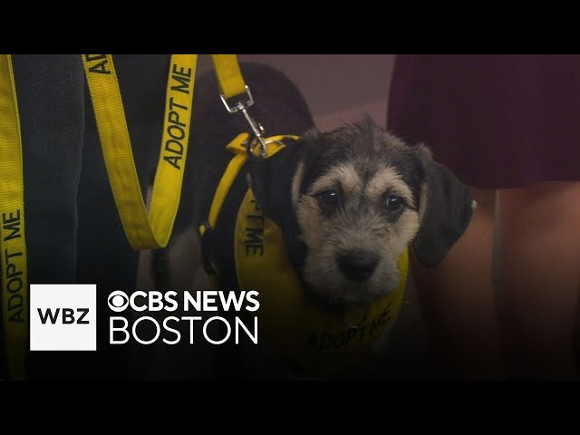 Puppies available for adoption through Shultz’s Guest House in Dedham