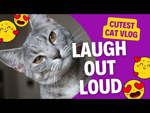 CATS Will Make You Laugh! 😹 Funny Cat Videos and Fails 2025