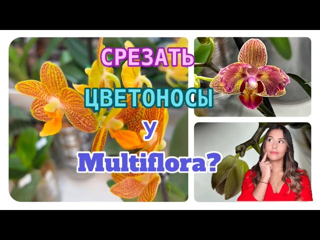 У каких ОРХИДЕЙ срезать цветоносы? Жизнь новых #орхидеи 2,5. Ответы на вопросы! 🤗 #phalaenopsis