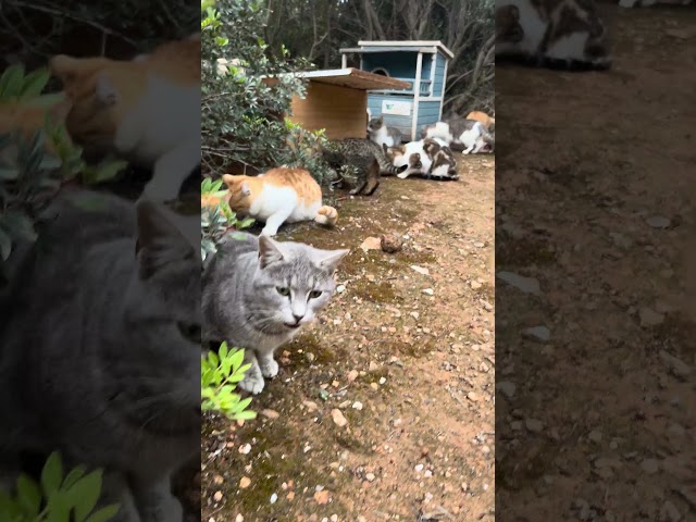 Get food before the storm. Stray cats on the beach. Feeding day. Dec.7#dailyvlog