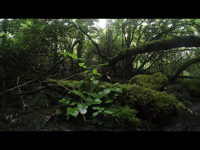 Peaceful Appalachian Mountain Stream | VR | 1 Hour