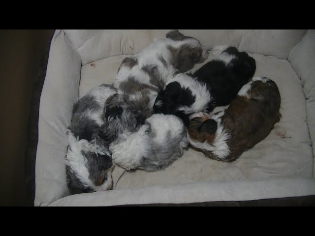 5 Amazing puppies..with some awesome music..