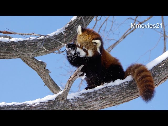 The winner is Red Panda~ついに勝利！レッサーパンダのホクト