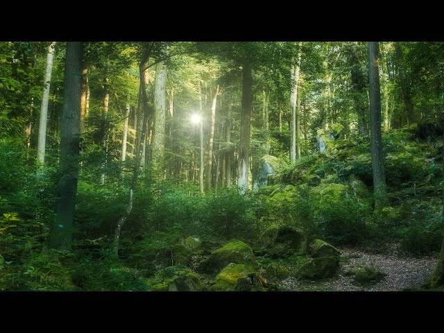 🌳 4K - Relaxing Nature Sounds For Stress Relief, Forest Sounds, Bird Song