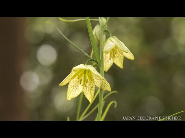 JG☆☆☆☆8K HDR Kyoto,Botanical Garden,Best Place to Study Wild Flowers in Japan 京都府立植物園で日本の野の花を学ぶ