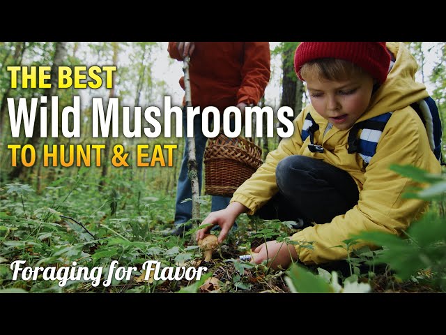 The Best Wild Mushrooms to Hunt - Foraging for Flavor - #mushroom #mushrooms #mushroom hunting