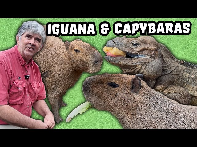 Wild Florida Iguanas and Capybaras