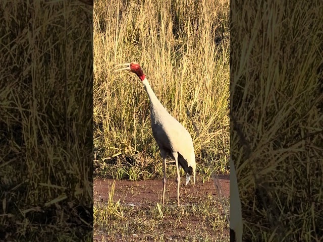 Sarus Crane family. #shorts #shortsfeed #shortsviral #bharatpurbirdsanctuary