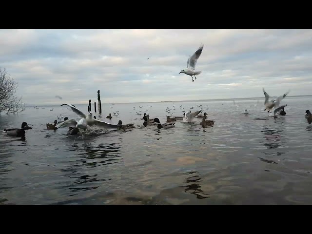 🇮🇪🦢 MALLARD DUCKS🦆GULLS🕊LOUGH NEAGH IRELAND🇮🇪#loveirelandmore💧#tranquility💧LIKE👍subscribe🙏#beautiful