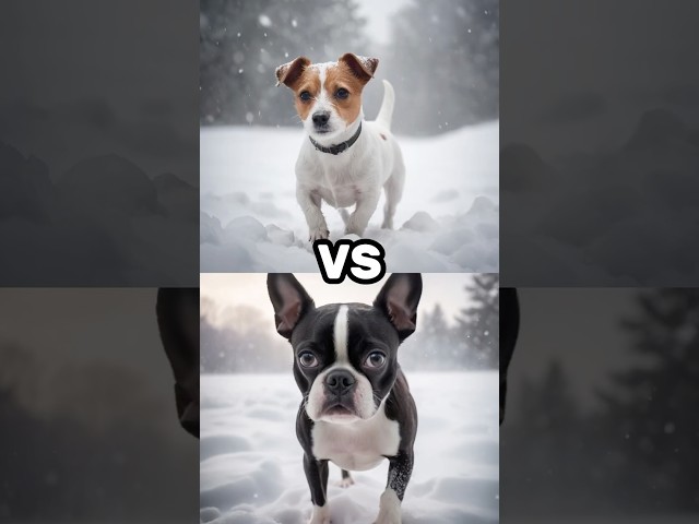 SMALL DOG BREEDS: Jack Russell Terrier vs Chihuahua vs Dachshund vs Pinscher vs Boston Terrier