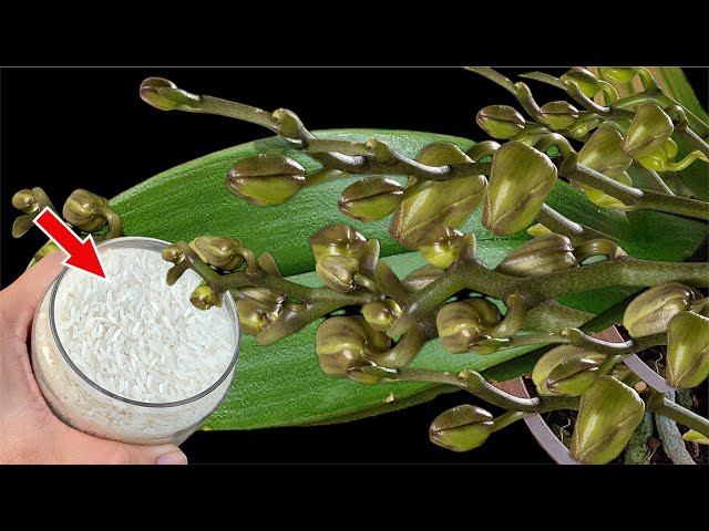 Just rice! The weakest orchid grows 1001 roots and blooms super flowers