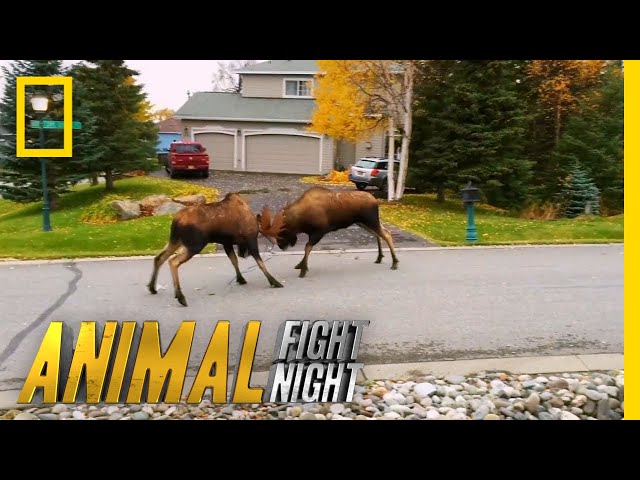 Moose v. Moose: The Battle For Love | Animal Fight Night