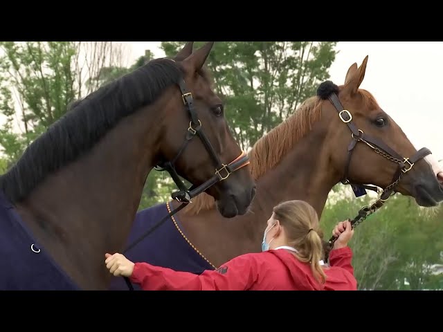 Champion horses fly First Class | Emirates SkyCargo