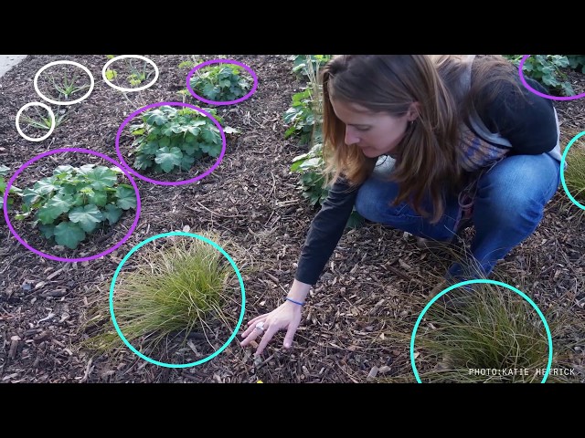 Rain Gardens 101, Part Three: Rain Garden Maintenance