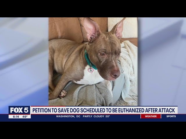 Petition launched to save dog scheduled to be euthanized | FOX 5 DC