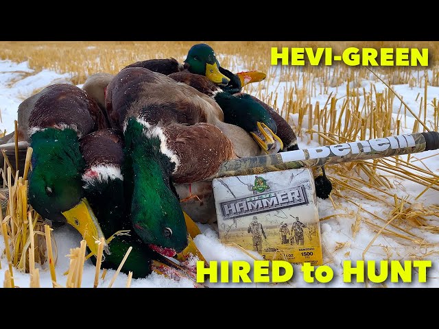 Hired to Hunt Season 7 #12: HEVI-GREEN ... Duck and Goose Hunting. Limit Hunts in Alberta