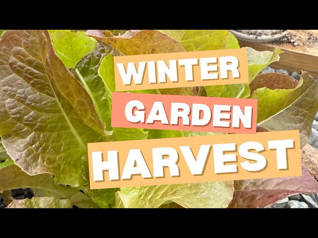 Harvest Time in my Greenhouse and Backyard Garden