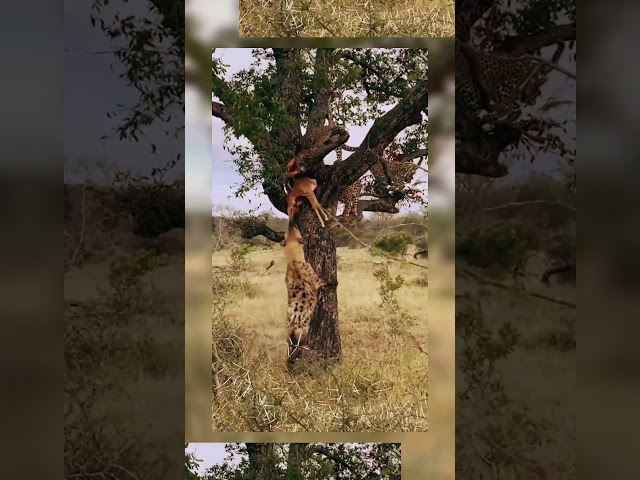 Leopard protects food from #hyena  #lion #leopard #rhino #elephant #zoo #shorts #safari