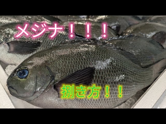 [魚の捌き方]メジナ捌き方