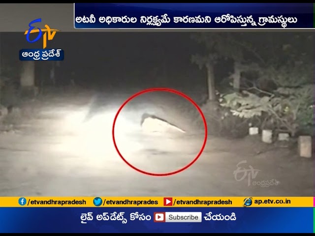 Fighting Between Two Tigers | on Road | at Chamarajanagar