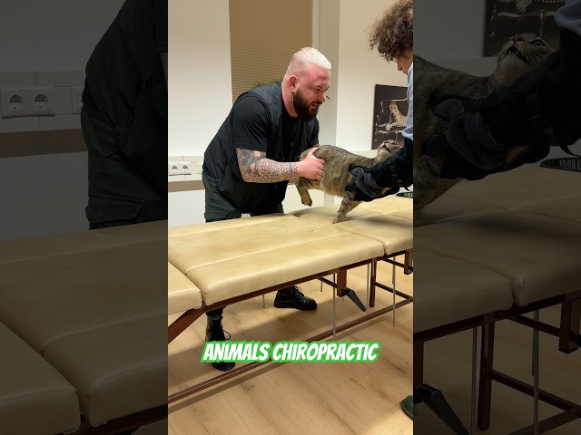 Animals Chiropractic 💚💚💚#dogshorts #cat #asmr #animals #chiropractic #türkiye #foryou #bochum