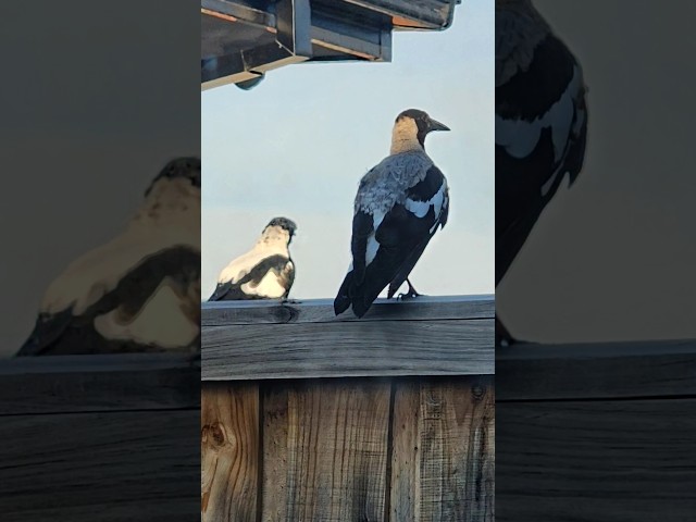 THIS SOUND SCARES ME IN SUMMER #magpies #collingwoodfc #australia #melbourne #birdsong #tiktokvideo