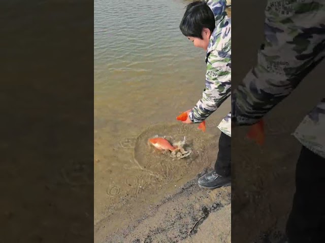 Released two fish into the river #shorts