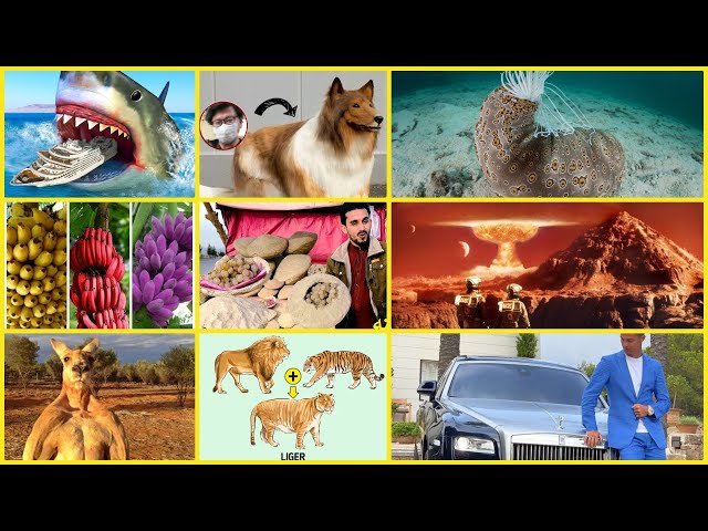 😱 TOP Amazing Facts Shorts COMPILATION !! Must watch - Episode 1