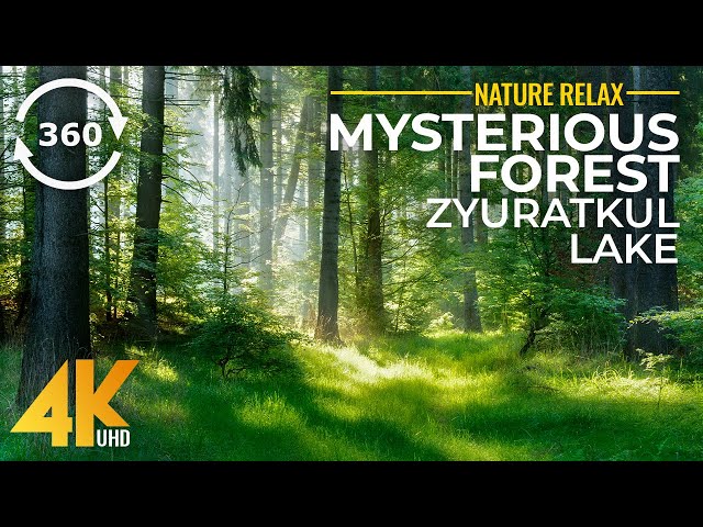 Virtual Tour to Mysterious Forest of Lake Zyuratkul 4K 360˚ VR - Virtual Nature Relaxation