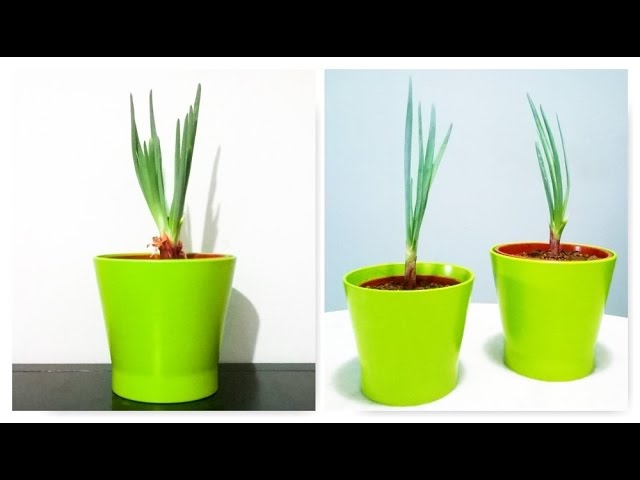 Growing Red Onion | Re-Potting