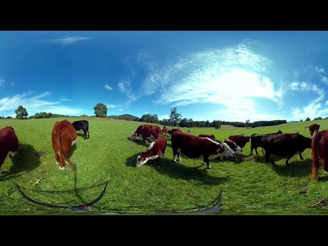 Cows in a paddock