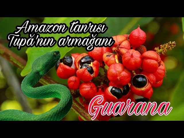 Guarana - Paullinia cupana