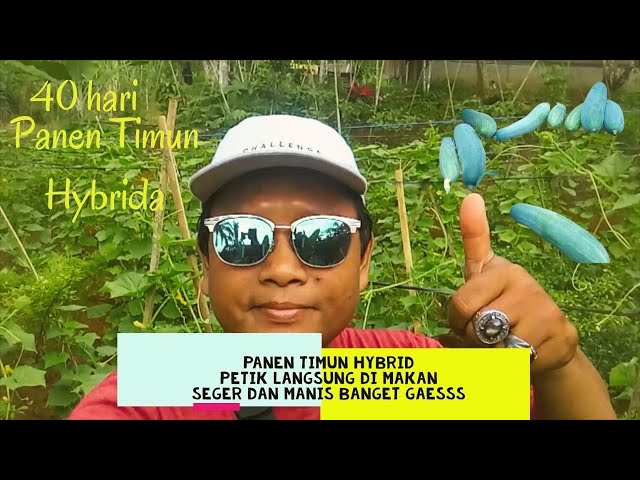 VLOG DESA || PANEN TIMUN || AKTIVITAS DI DESA #hidupdidesa #petualanganalamdesa #bertani