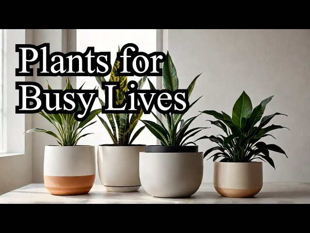 Top 5 Low Maintenance Indoor Plants for Hassle-Free Living