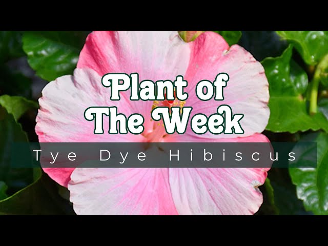 PLANT OF THE WEEK | TYE DYE HIBISCUS