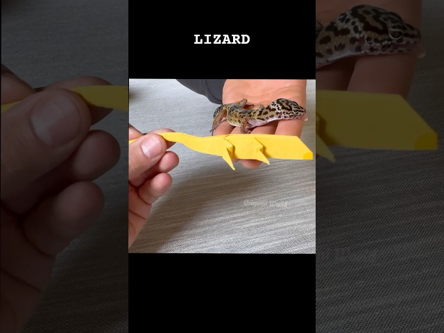 ORIGAMI LIZARD EASY TUTORIAL STEP BY STEP | DIY PAPER ORIGAMI LIZARD GECHO VS REAL GECHO