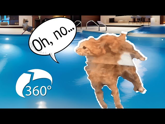 SWIMMING CAT MEME 360° | VR 360 Video