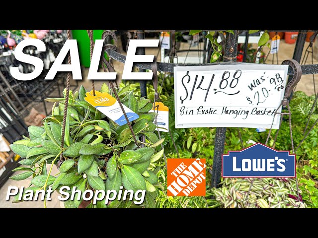 Big Hanging Baskets on Sale at Local Big Box Stores! Lowe’s & Home Depot Plant Shopping! 🛒🪴