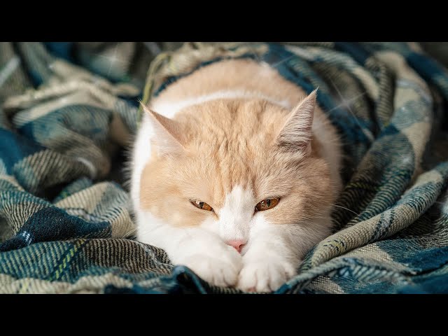 Anti-Stress Piano Music for Cats and Kittens, End Stress With Relaxation Music 🐱