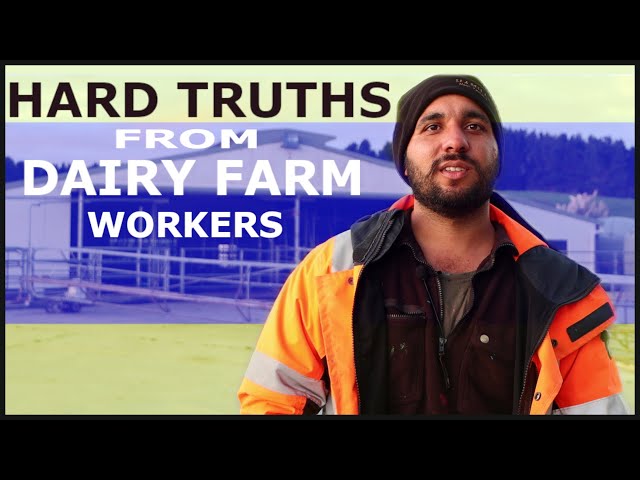 Life in Dairy Farms: Hard truths and permanent Residency!!