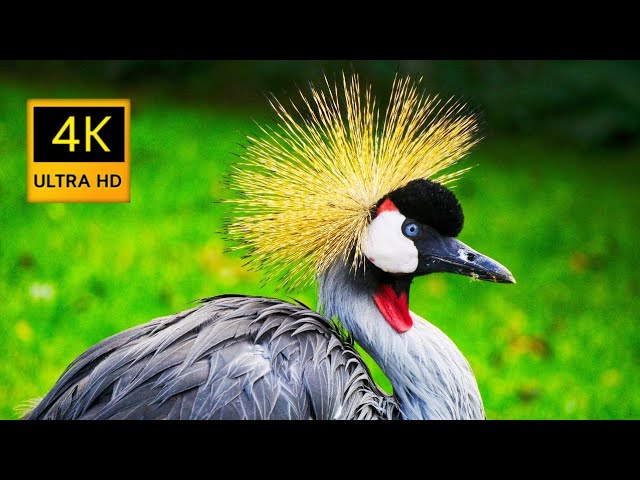 4k Ultra HD 2160p 60fps True HDR Video With Cool Relaxing Music #4k #8k #4kultrahd #relax #4khdr