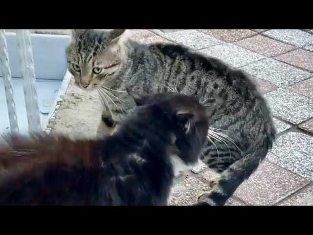 Cats howling at same time